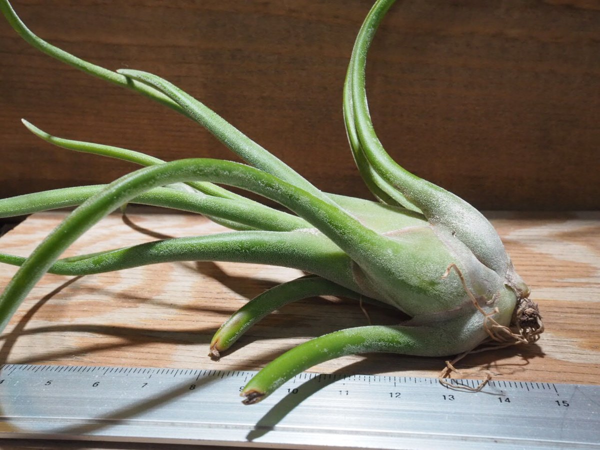 チランジア ／ カプトメデューサM (T.caput-medusae) ☆CD01