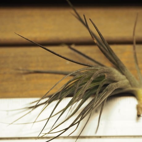 チランジア ／ テヌイフォリア アメシスト　漆黒　(T.tenuifolia var. amethyst)