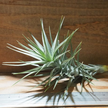 STORES エアープランツの検索結果