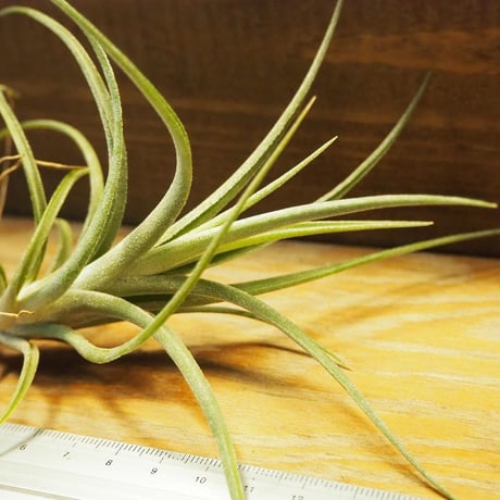 チランジア ／ イオナンタ × パウシフォリア　(T.ionantha × T.paucifolia)　＊A02/Se21