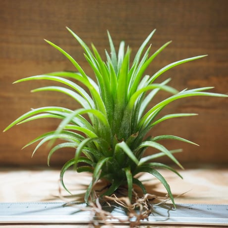 チランジア ／ イオナンタ ファウンテン　(T.ionantha 'Fountain')　＊A01/Jul11