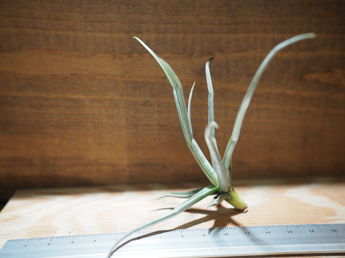 チランジア ／ ライヘンバッキー (T.reichenbachii) ＊A01/Apr15 |