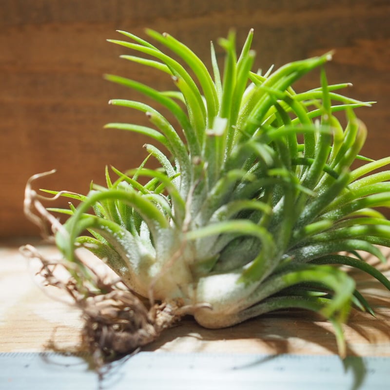 チランジア ／ イオナンタ ウアメルラ CL (T.ionantha huemulata) ☆