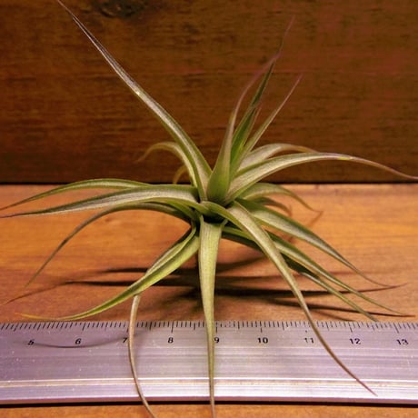 CATEGORY エアプランツ(チランジア)A~E | 常葉植物園 Tokiwa CATEGORY エアプランツ(チランジア)A~E | 常葉植物園 Tokiwa