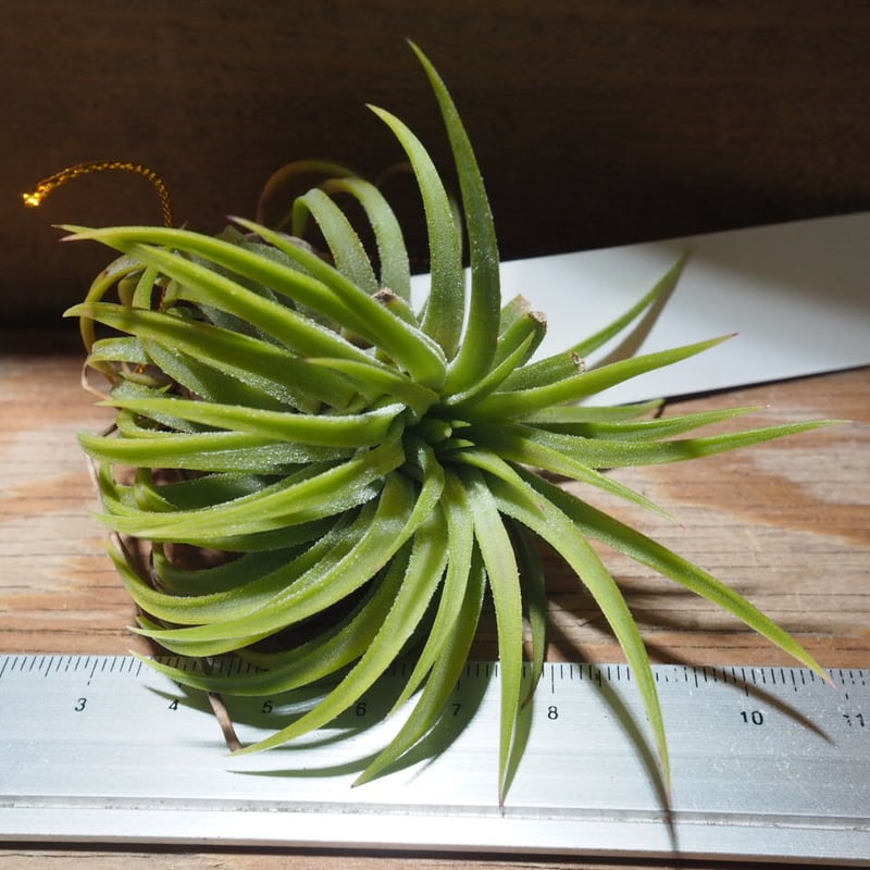 チランジア ／ イオナンタ ウアメルラ (T.ionantha huemulata) ☆タイ農
