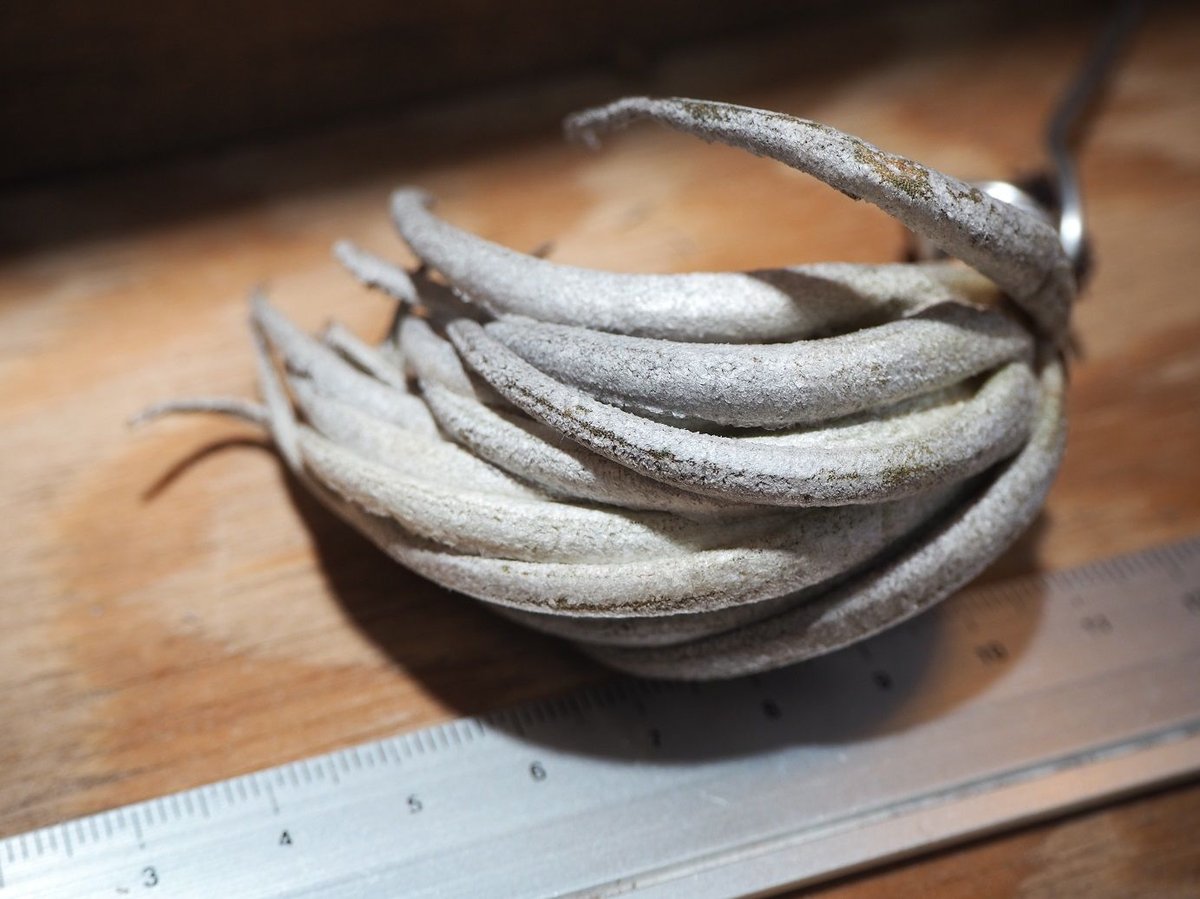 チランジア ／ カルミネア (T.carminea) ＊A01/Mar18 | 常葉植物園 T
