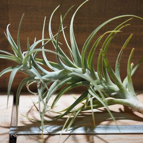 (レア)チランジア　アトロビオラセア　(DP) CATEGORY エアプランツ（チランジア）F～J | 常葉植物園 Tokiwa