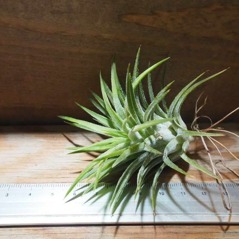 チランジア ／ イオナンタ アルビノ (T.ionantha 'Albino') ☆CD01/