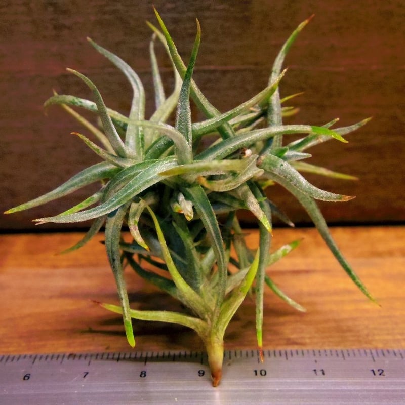 チランジア ／ レクタングラ (T.rectangula) | 常葉植物園