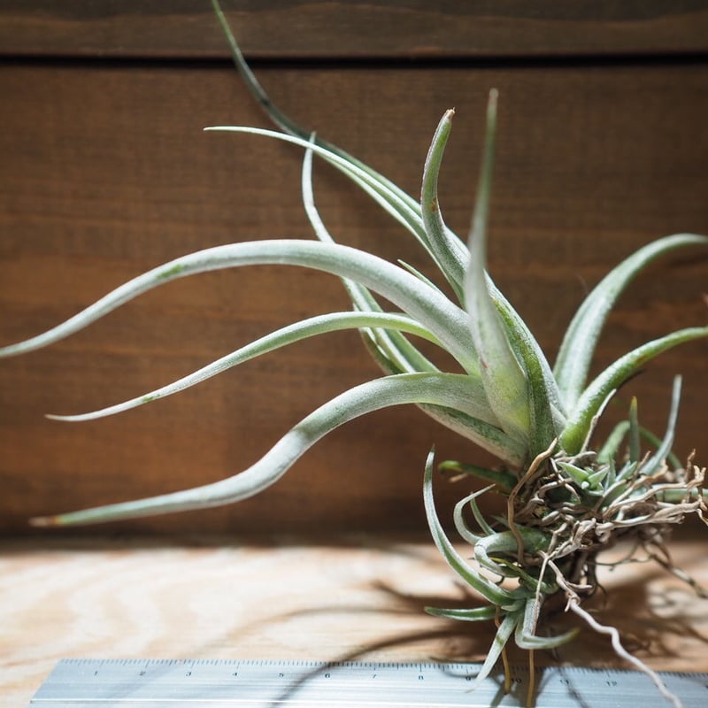 チランジア ／ カルウィンスキアナ (T.karwinskyana) ＊A01/Jun22 |