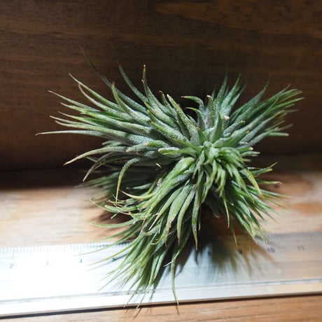 チランジア ／ イオナンタ ピーナッツ CL 　(T.ionantha 'Peanut')　＊A01/Jun05