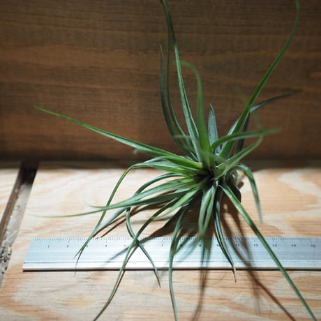 チランジア ／ ストリクタ マゼンタ　(T.stricta 'Magenta')　＊A01/May08