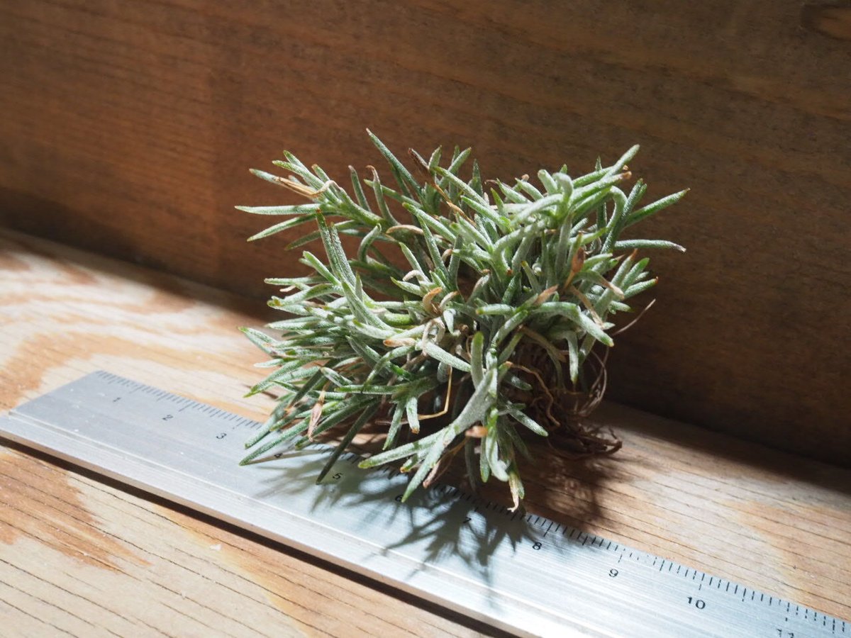 チランジア ／ カピラリス T-Type (T.capillaris) ☆CD01/Jul30