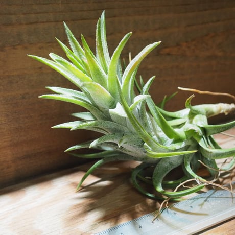 チランジア ／ イオナンタ ヴァンハイニンギー L　(T.ionantha var. vanhyningii)　★EF01/Feb05