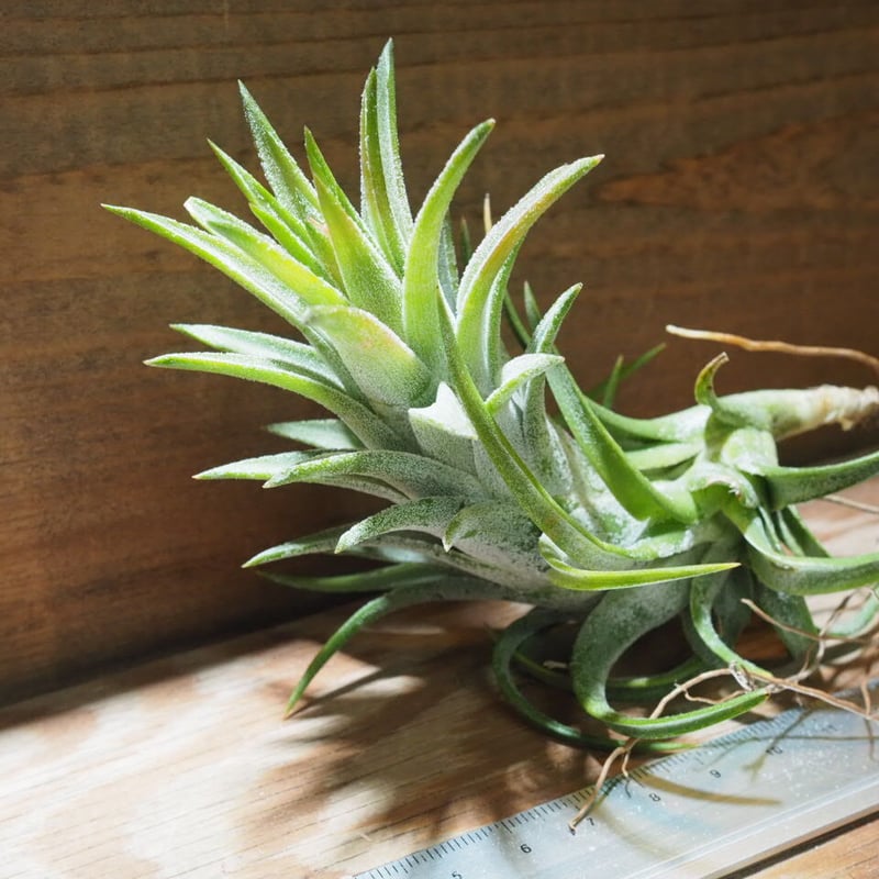 チランジア ／ イオナンタ ヴァンハイニンギー L (T.ionantha var. vanh