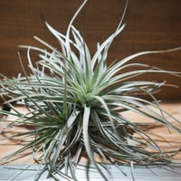 チランジア ／ タイ (T.'Ty') ＊A01/May28 | 常葉植物園 Tokiwa B