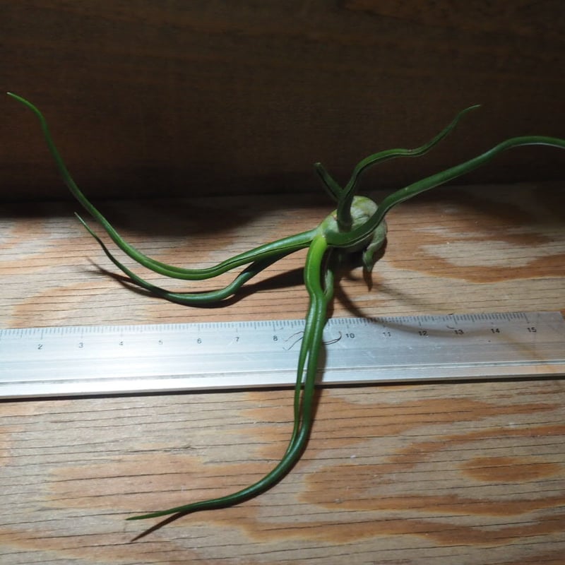 チランジア / ブルボーサ M (T.bulbosa) ☆AB01/Jul30 | 常葉 チランジア / ブルボーサ M (T.bulbosa) ☆AB01/Jul30 | 常葉