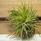 チランジア / イオナンタ クレステッドフォーム (T.ionantha \'Crested Form\') No-02