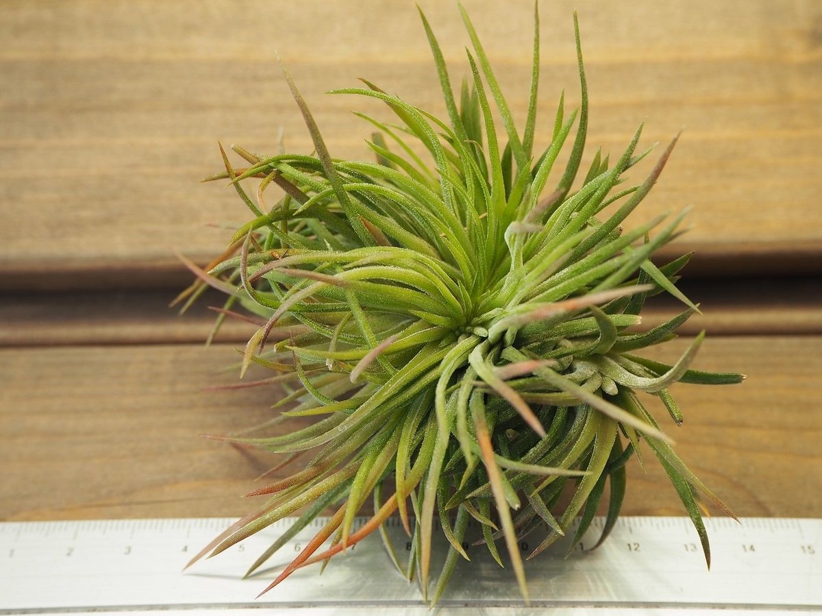 チランジア / イオナンタ クレステッドフォーム (T.ionantha チランジア / イオナンタ クレステッドフォーム (T.ionantha