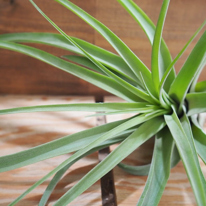 チランジア ／ マイスイートローズ (T.'My Sweet Rose') ＊A01/May2