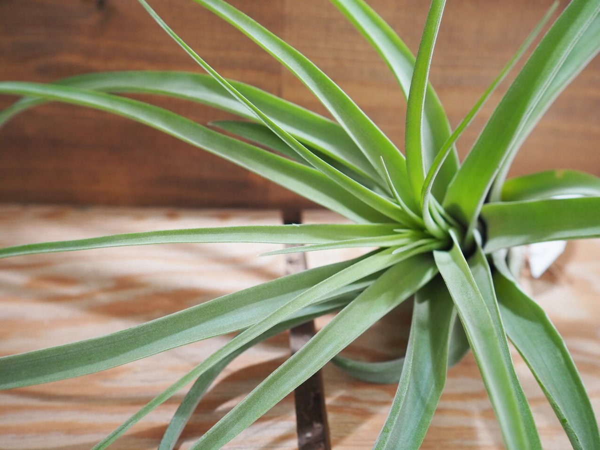 チランジア ／ マイスイートローズ (T.'My Sweet Rose') ＊A01/May2