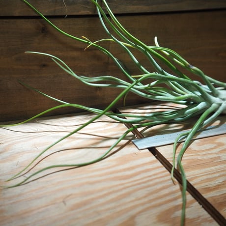 チランジア ／ ストレプトフィラ  × (ブルボーサ × ストレプトフィラ)　(T.streptophylla × (T.bulbosa x T.streptophylla))　＊A01/Feb27