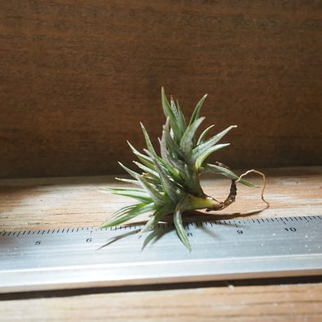 CATEGORY エアプランツ（チランジア）F～J | 常葉植物園 Tokiwa