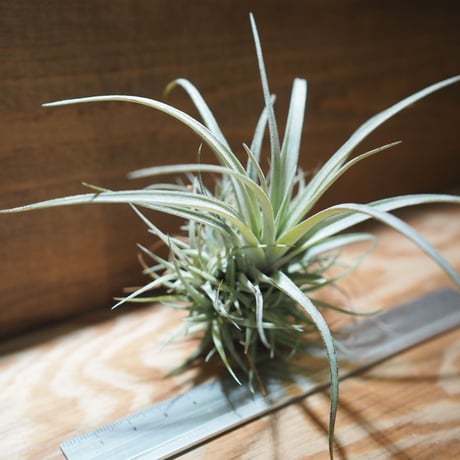 チランジア ／ ウトリクラータ プリングレイ M　(T. utriculata ssp. pringlei)　＊A01/Apr15