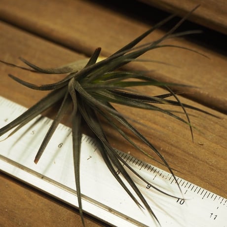 チランジア ／ テヌイフォリア アメシスト　漆黒　(T.tenuifolia var. amethyst)
