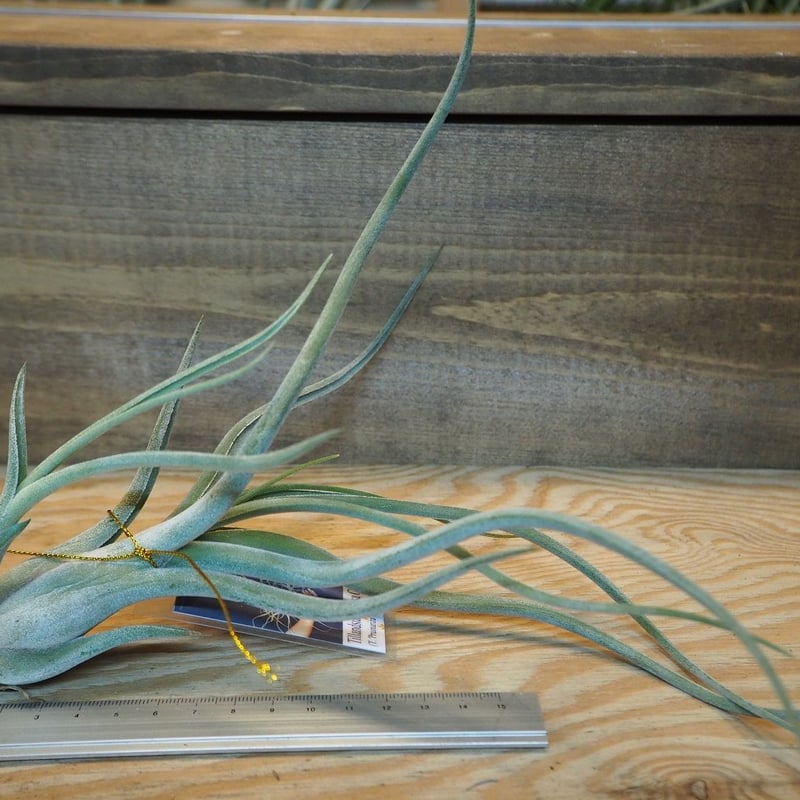 チランジア ／ メデューサ クラウン (T.'Medusa Crown') ＊A01/Dec1