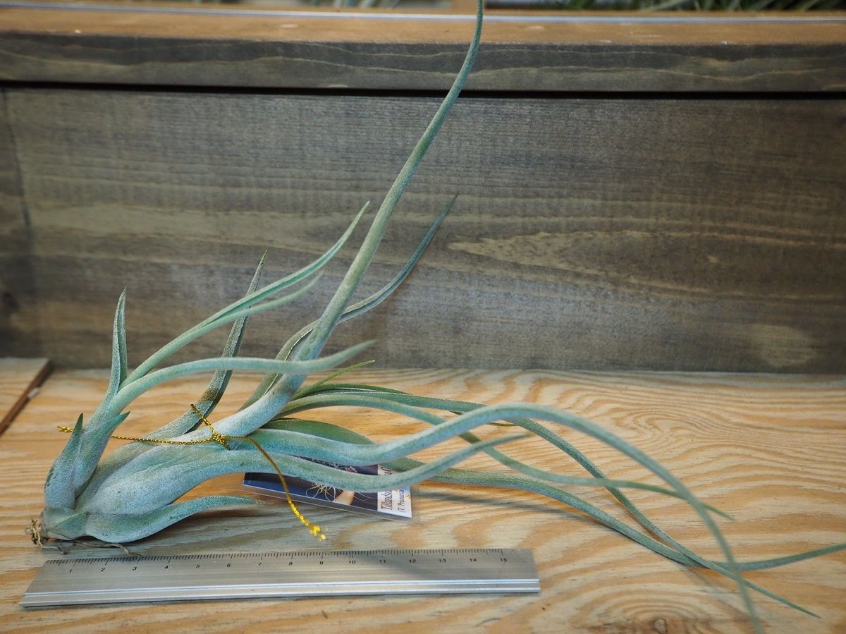 チランジア ／ メデューサ クラウン (T.'Medusa Crown') ＊A01/Dec1