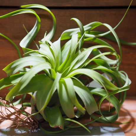 duratii 3XL Multiple Heads〔エアプランツ〕T3057 duratii 3XL Multiple Heads〔エアプランツ〕T3057