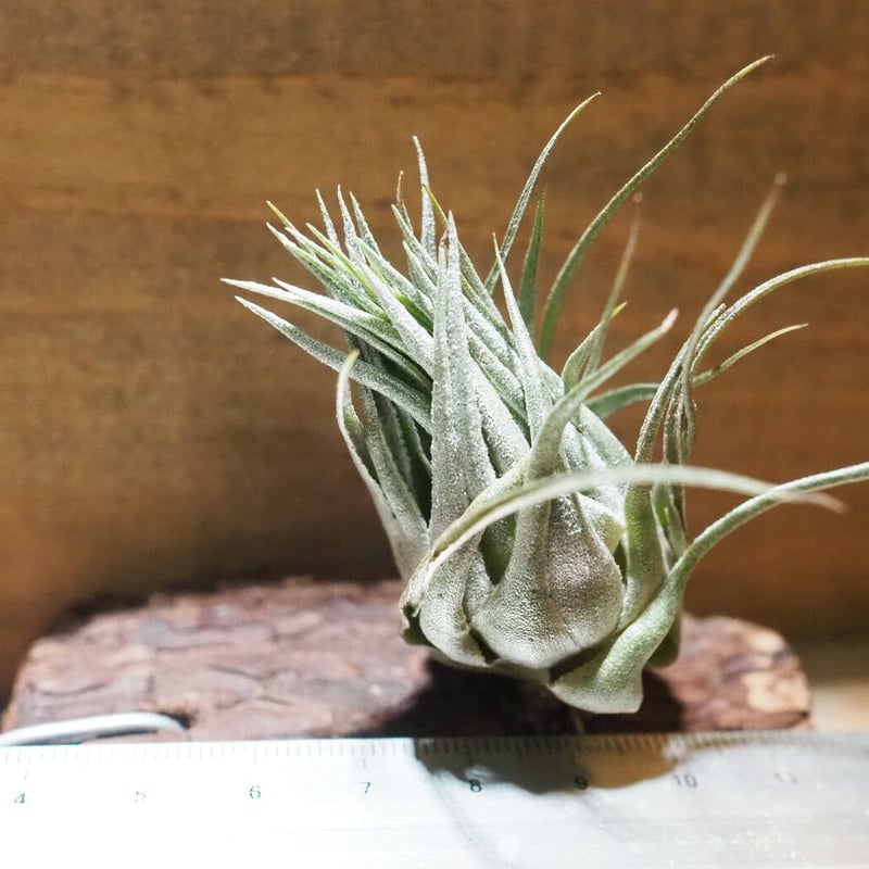 チランジア ／ カウツキー XL (T.kautskyi) ＊A01/Dec26 | 常葉植物