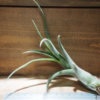 チランジア ／ カウツキー XL (T.kautskyi) ＊A01/Dec26 | 常葉植物