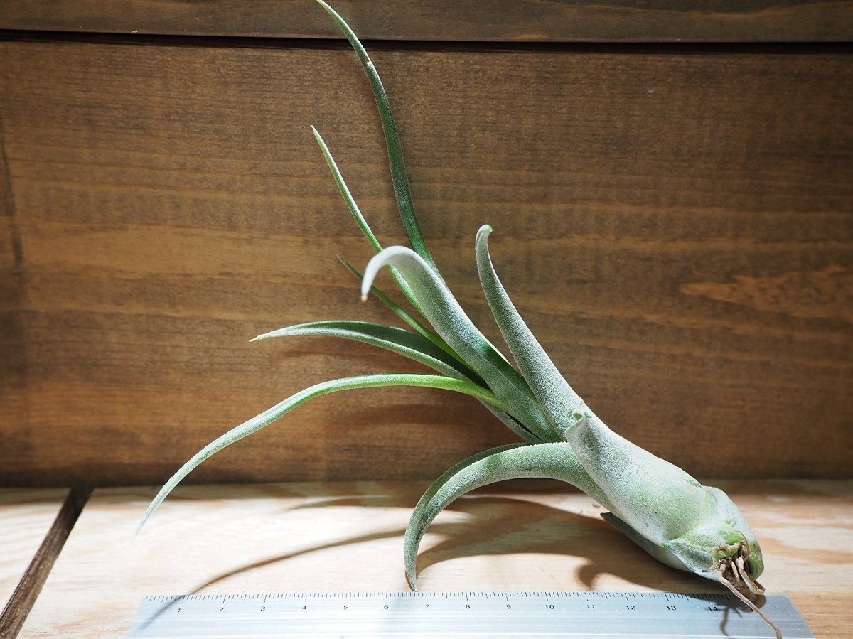 チランジア ／ エルグアポ (T.'El Guapo') ☆タイ農場 ＊A01/Jun24 |