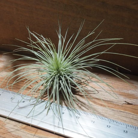 チランジア ／ フクシー グラシリス　(T.fuchsii var. gracilis)　★CD01/Feb05