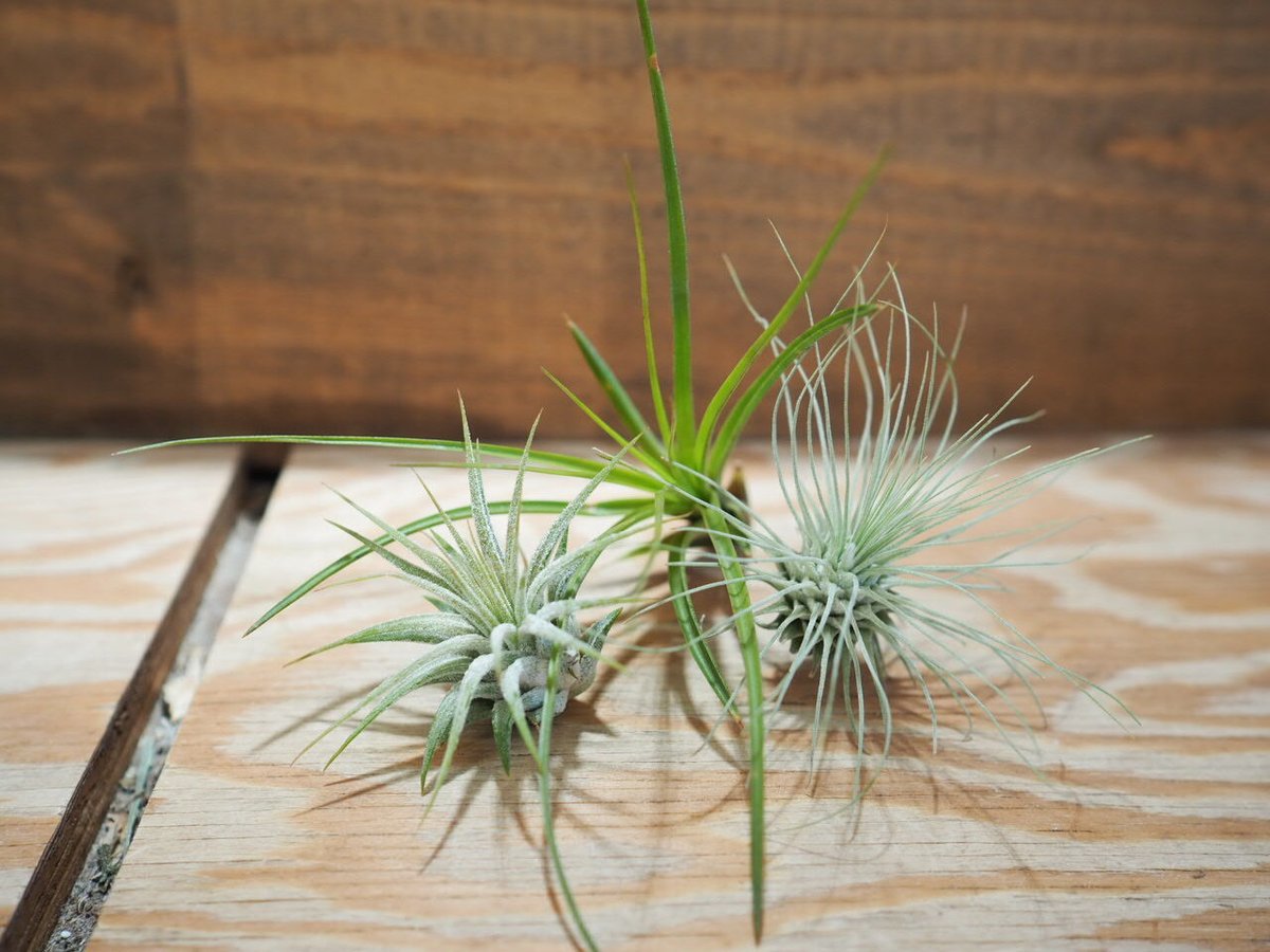 ティランジア・トメキー 楽天市場】(現品) チランジア トメキー (No.21924) (エアー