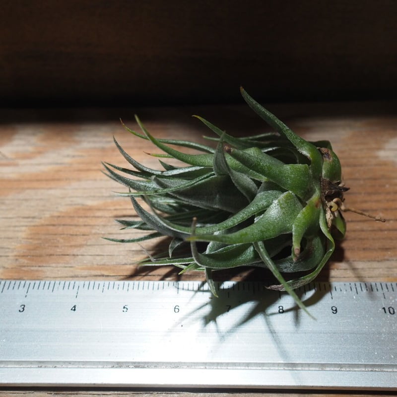 チランジア ／ カウツキー L (T.kautskyi) ☆GH01/Feb05 | 常葉植物