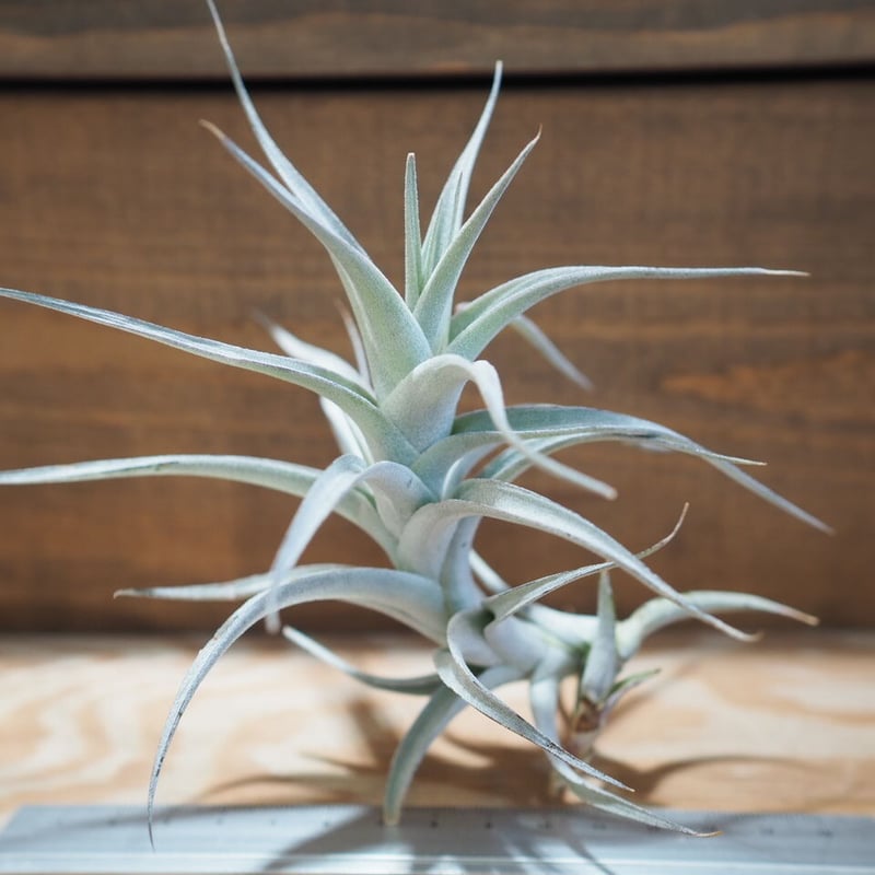 チランジア / アルビダ L (T.albida) *A01/Apr12 | 常葉植物園 チランジア / アルビダ L (T.albida) *A01/Apr12 | 常葉植物園