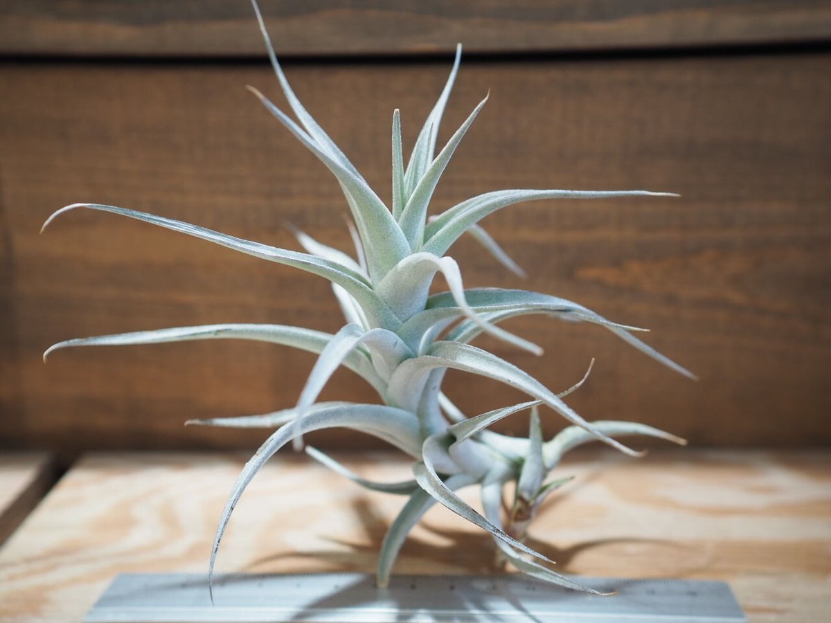 チランジア アルビダ Tillandsia ティランジア 6aa0c0af907fc3dd5e9b4efe7e0f8b