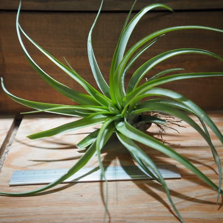 STORES エアープランツの検索結果