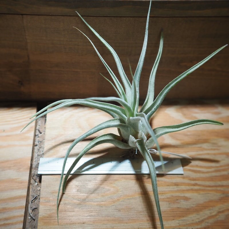 チランジア ルシール チランジア ／ ルシール L (T.'Lucille') ＊A01/Jul05 | 常葉