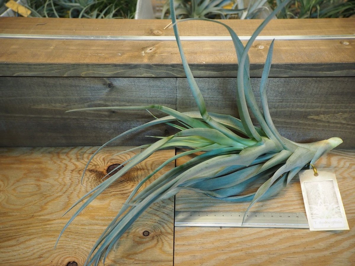 大株　ティランジア　ロドセファラ　チランジア　エアープランツ チランジア ／ ロドセファラ (T.rhodocephala) ＊A02/Dec11 | 常葉