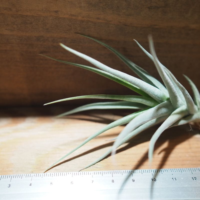 チランジア ／ ストレプトカルパ ミニX (T.streptocarpa 'Mini X')