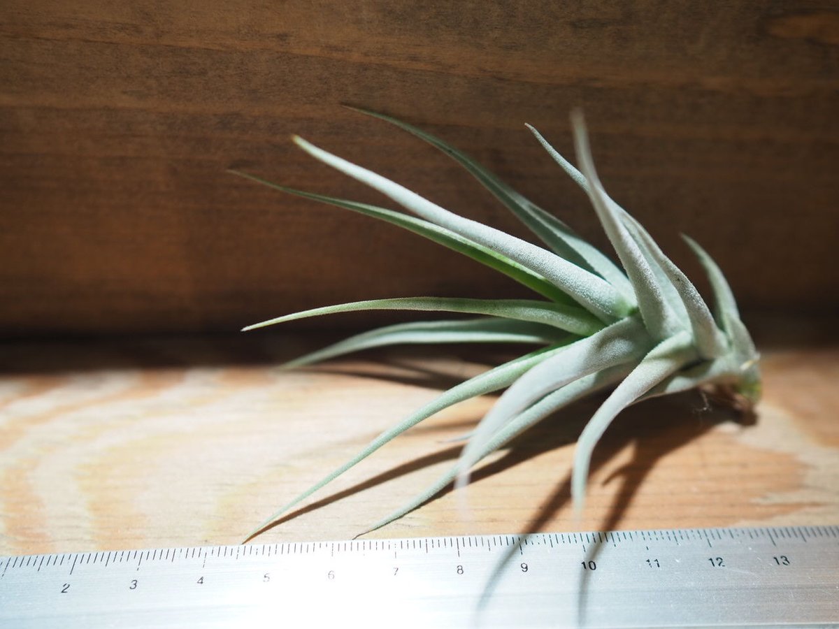 チランジア ／ ストレプトカルパ ミニX (T.streptocarpa 'Mini X')