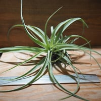 チランジア　フレクスオサ　ツイスト　ジャイアントフォーム Tropiflora チランジア・フレクスオーサ・ジャイアントフォーム Tillandsia