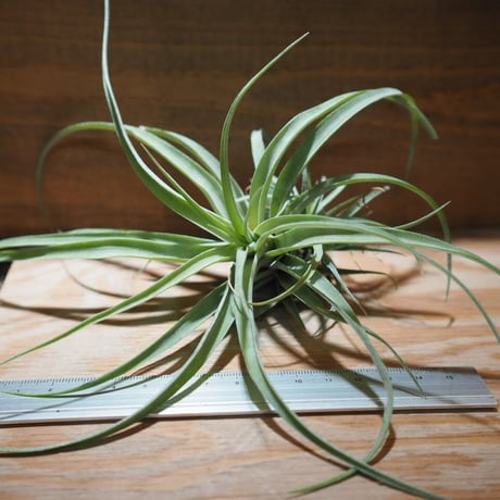 CATEGORY エアプランツ（チランジア） 交配種 | 常葉植物園