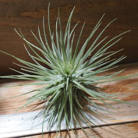 チランジア ／ フクシー フクシー　(T.fuchsii var. fuchsii)　★CD01/Feb05
