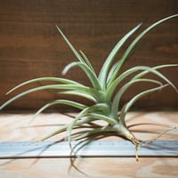 チランジア ／ ナチュラリーゴージャス (T.'Naturally Gorgeous') ☆1