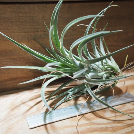チランジア ／ チアペンシス × ベルティナ　(T.chiapensis × T.velutina)　＊A01/Jul11